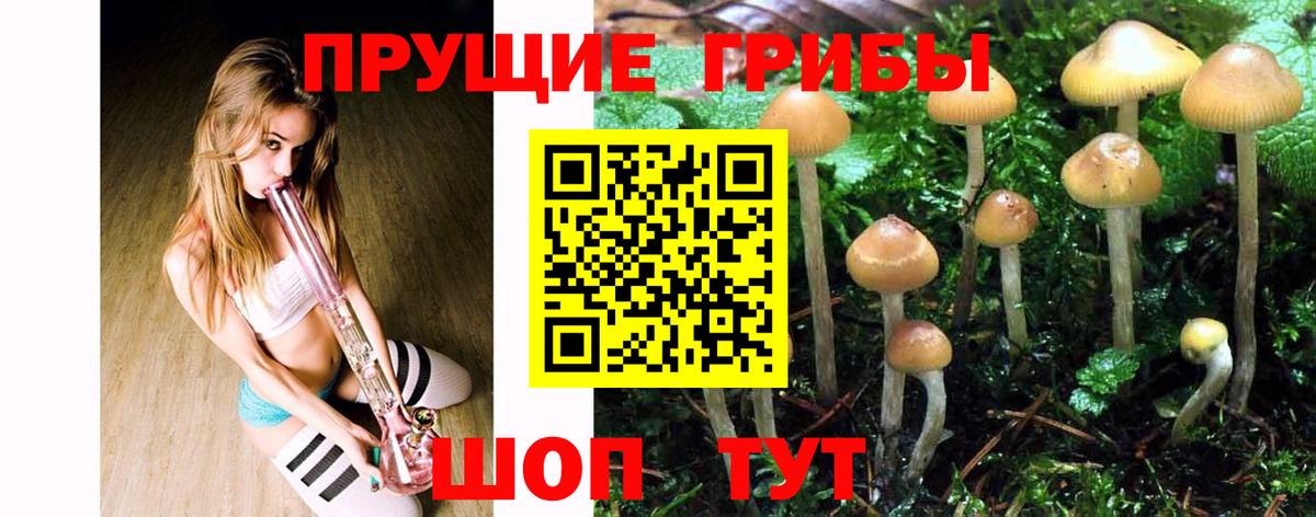 Баксан  Псилоцибиновые грибы Cubensis  Вход с VPN 